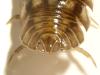 Armadillidium nasatum